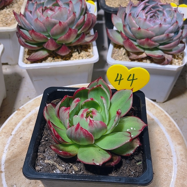 惊鸿仙子多肉植物44