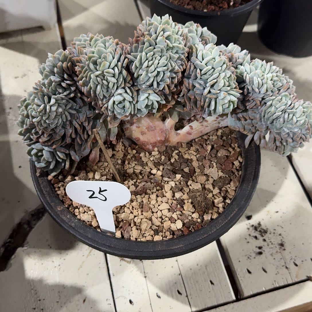 不知名冰魄缀25号