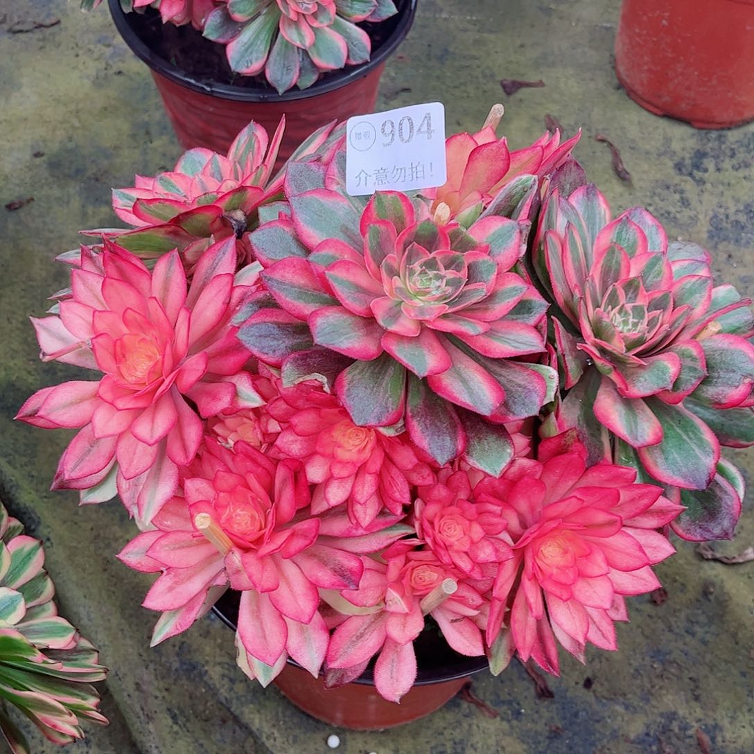 无花朵啾****店多肉植物黑魔锦904