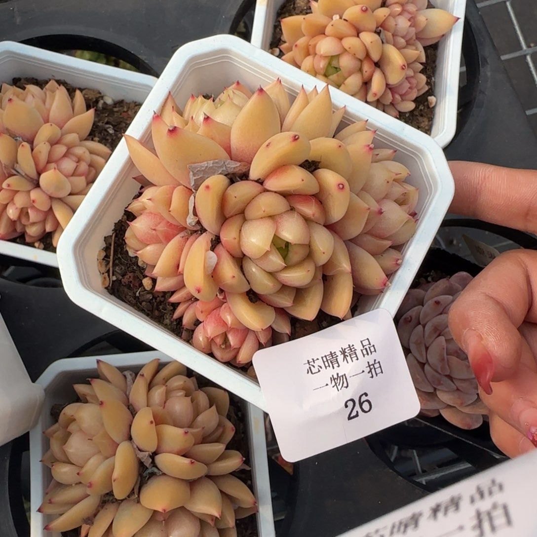 闪购精品多肉26号