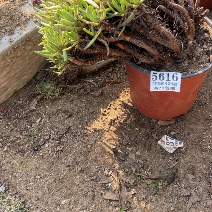 616号维思辛达多肉植物