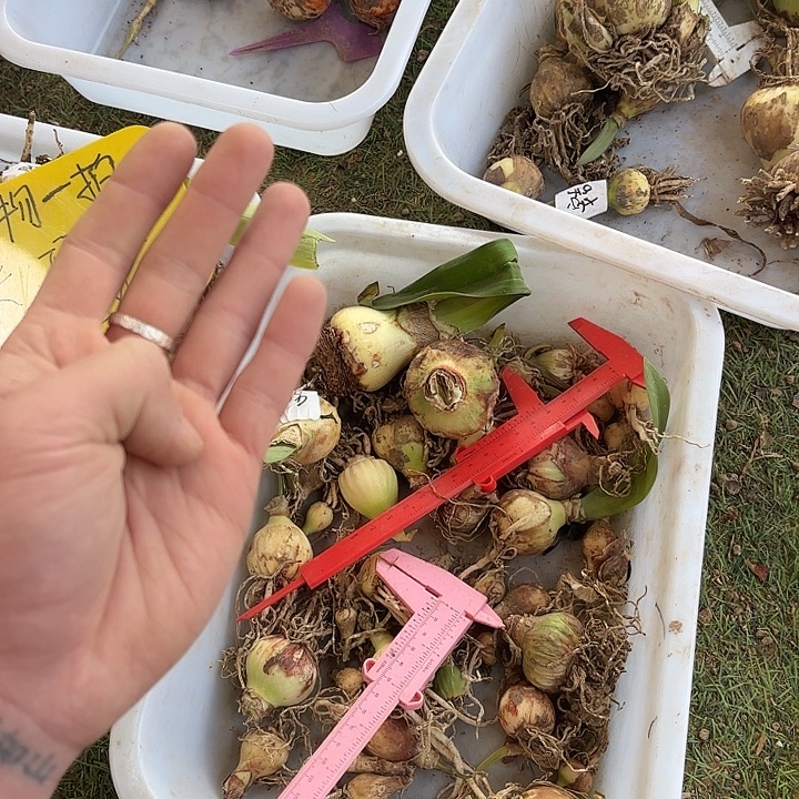 完全开放混乱13.88 4棵3厘米左右