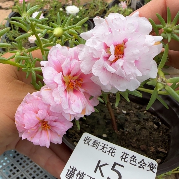 无花朵K005超小苗盆口10cm