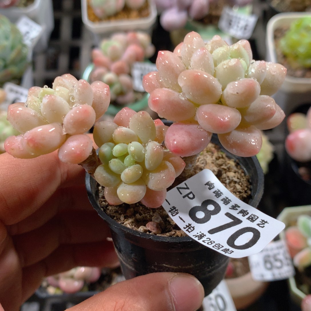 5CM拇指盆精控多肉ZP870