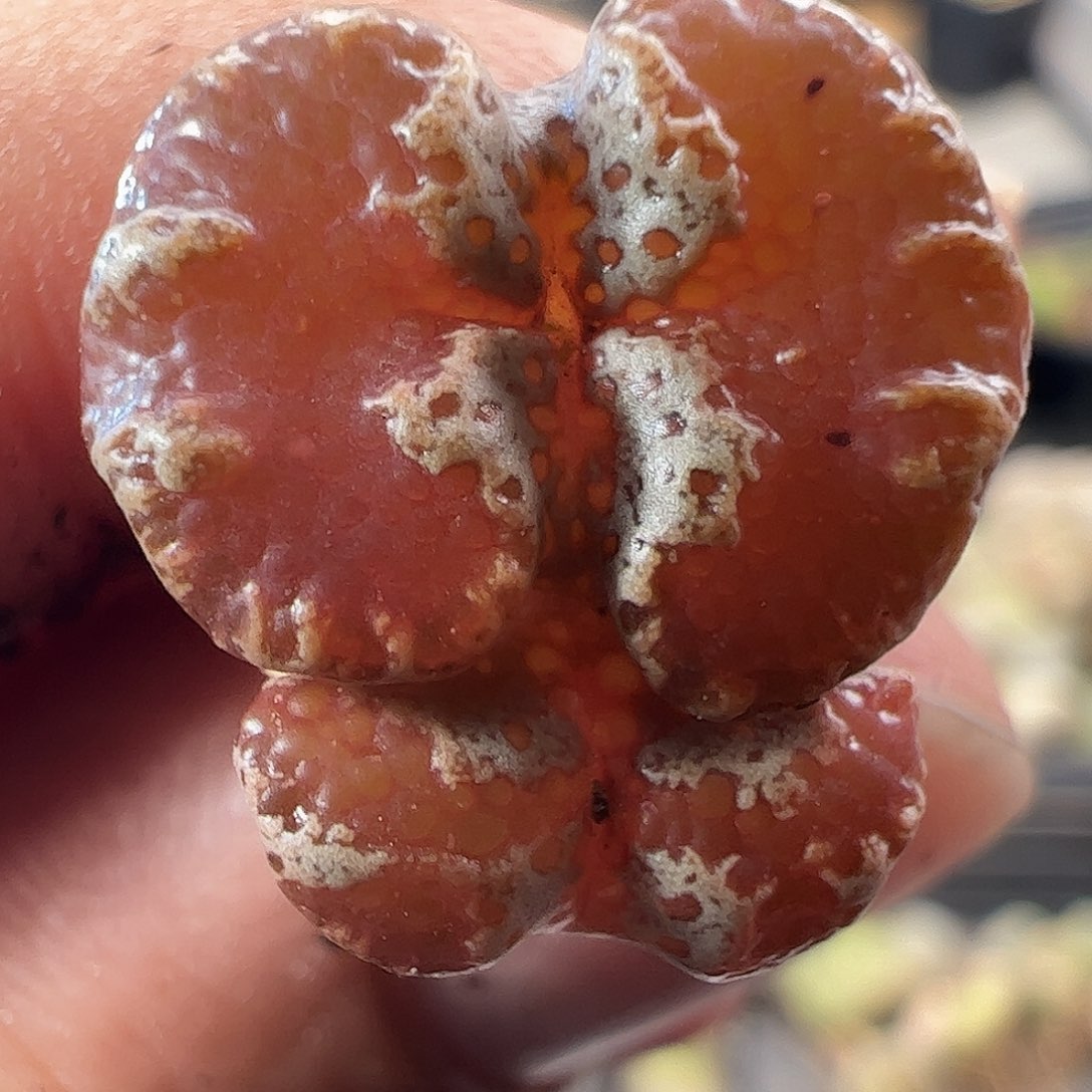 一物一拍。     407