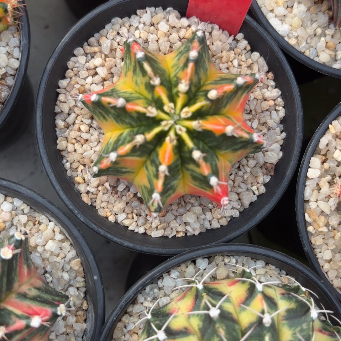 170-1128泰国发货多肉