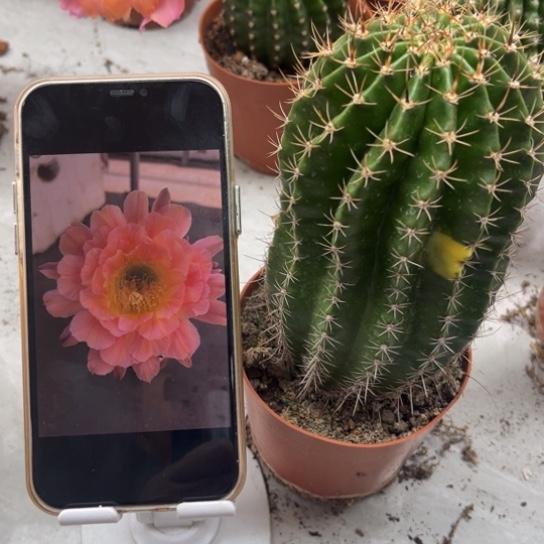 彩草夏娃柱子大球7公分左