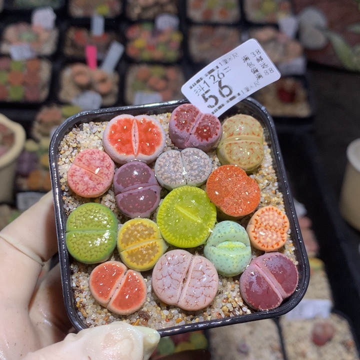 胖***米今天播完放假啦126.56