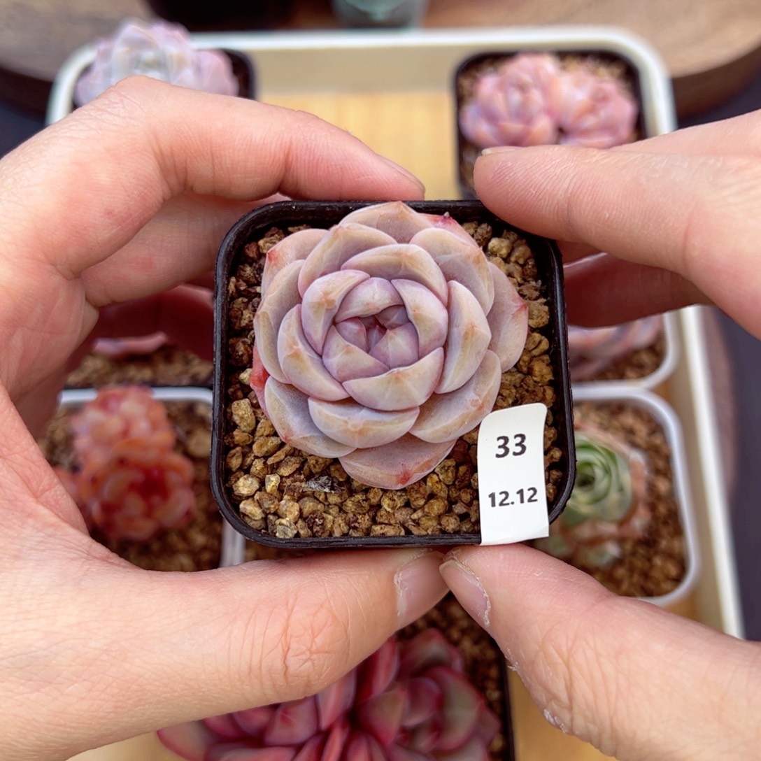 好好看33、哈哈哈哈