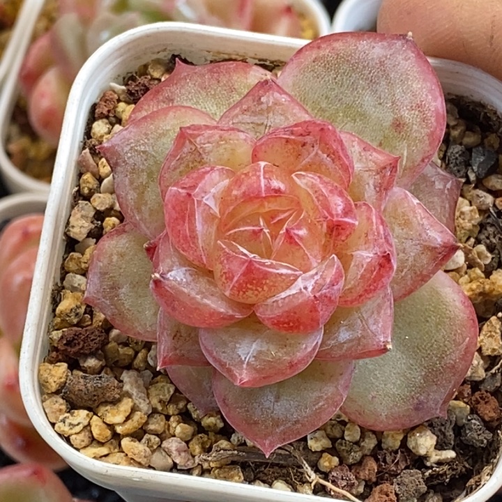 天官赐福百无禁忌