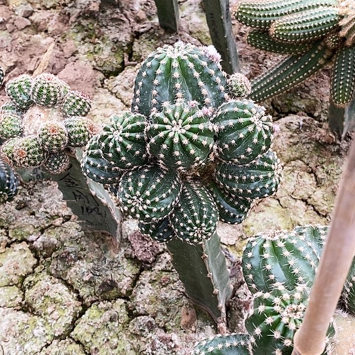 美*姐金刚1081/脱土脱盆20包邮/