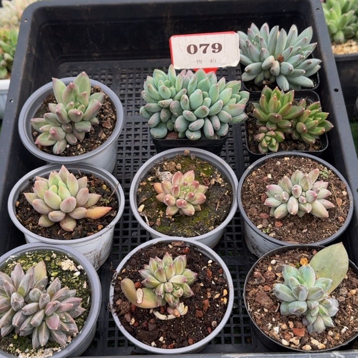 079多肉植物一物一拍