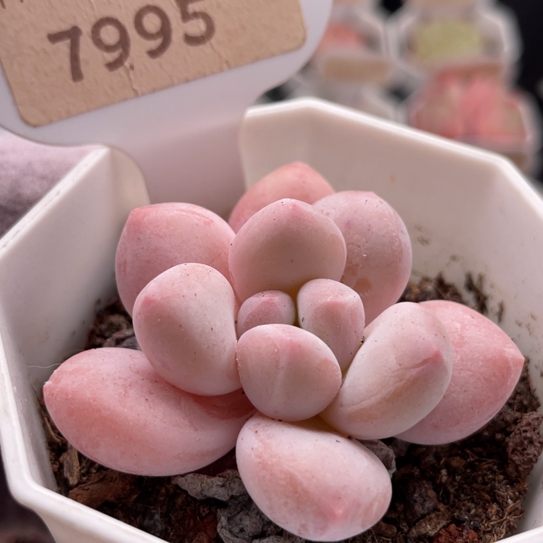 香水7995-5.0厘米