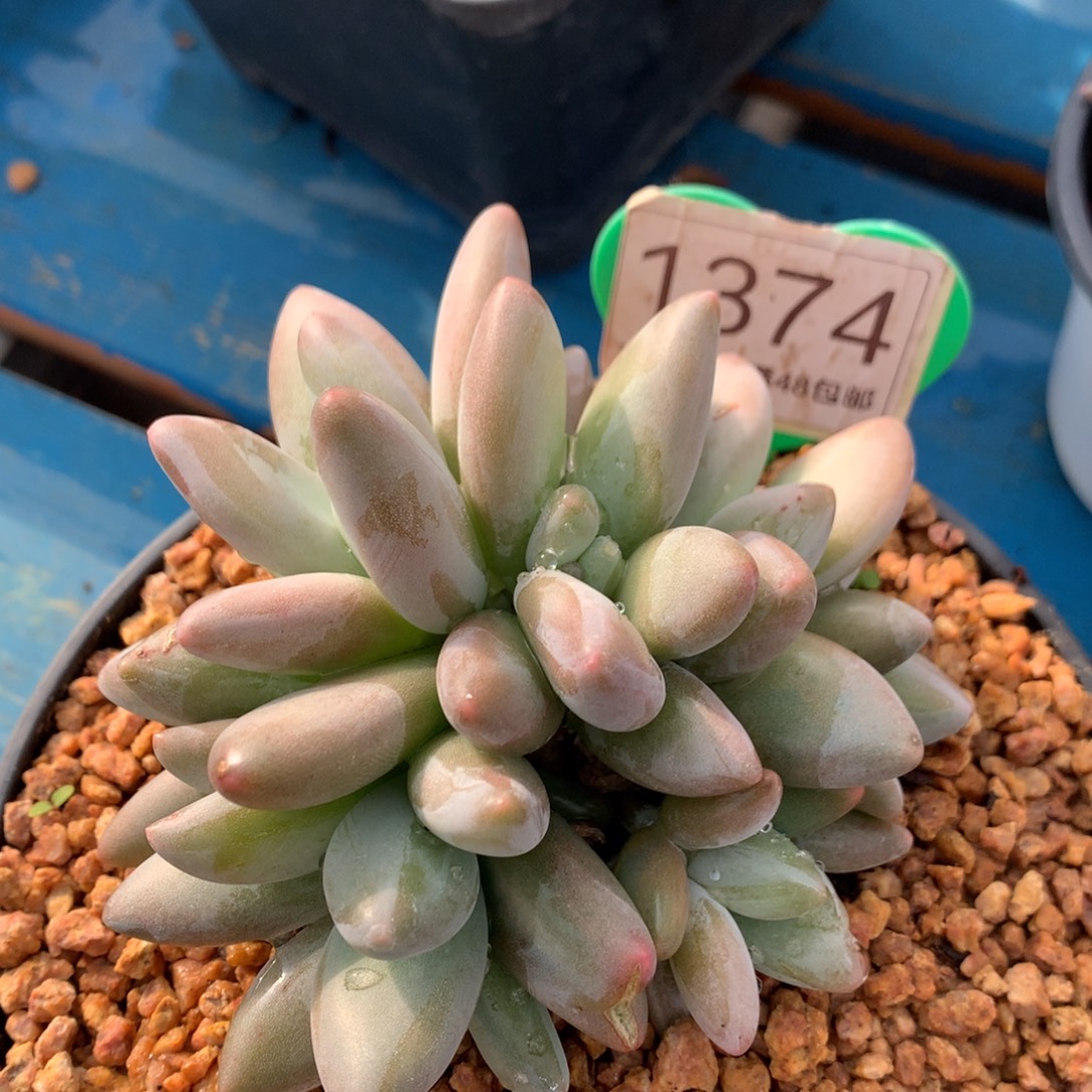 企鹅无砍开播福利7头1374
