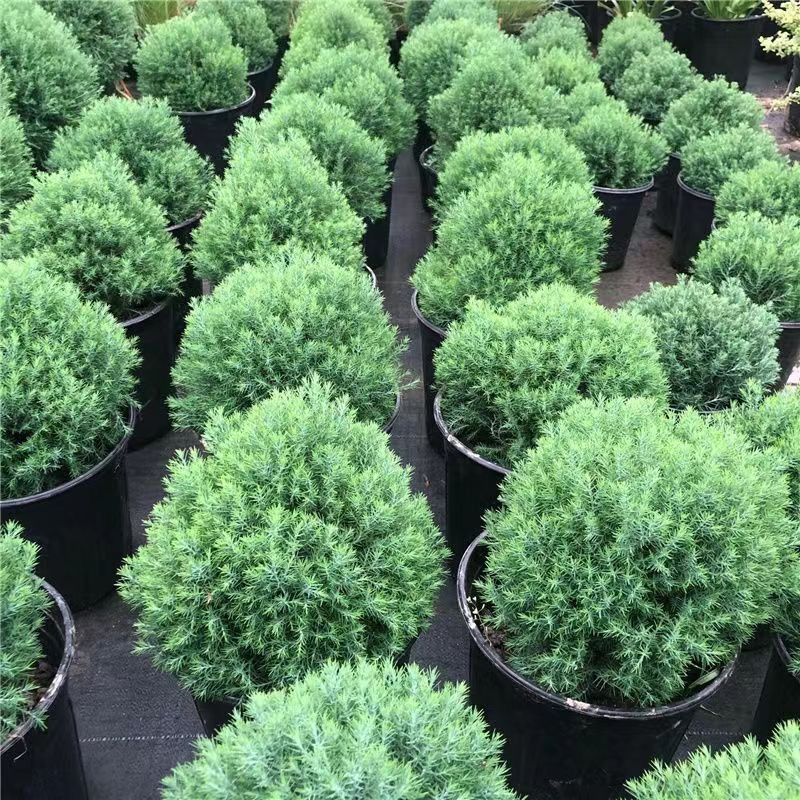 皮球柏盆栽室外室内四季常青耐寒耐热可地栽球形植物