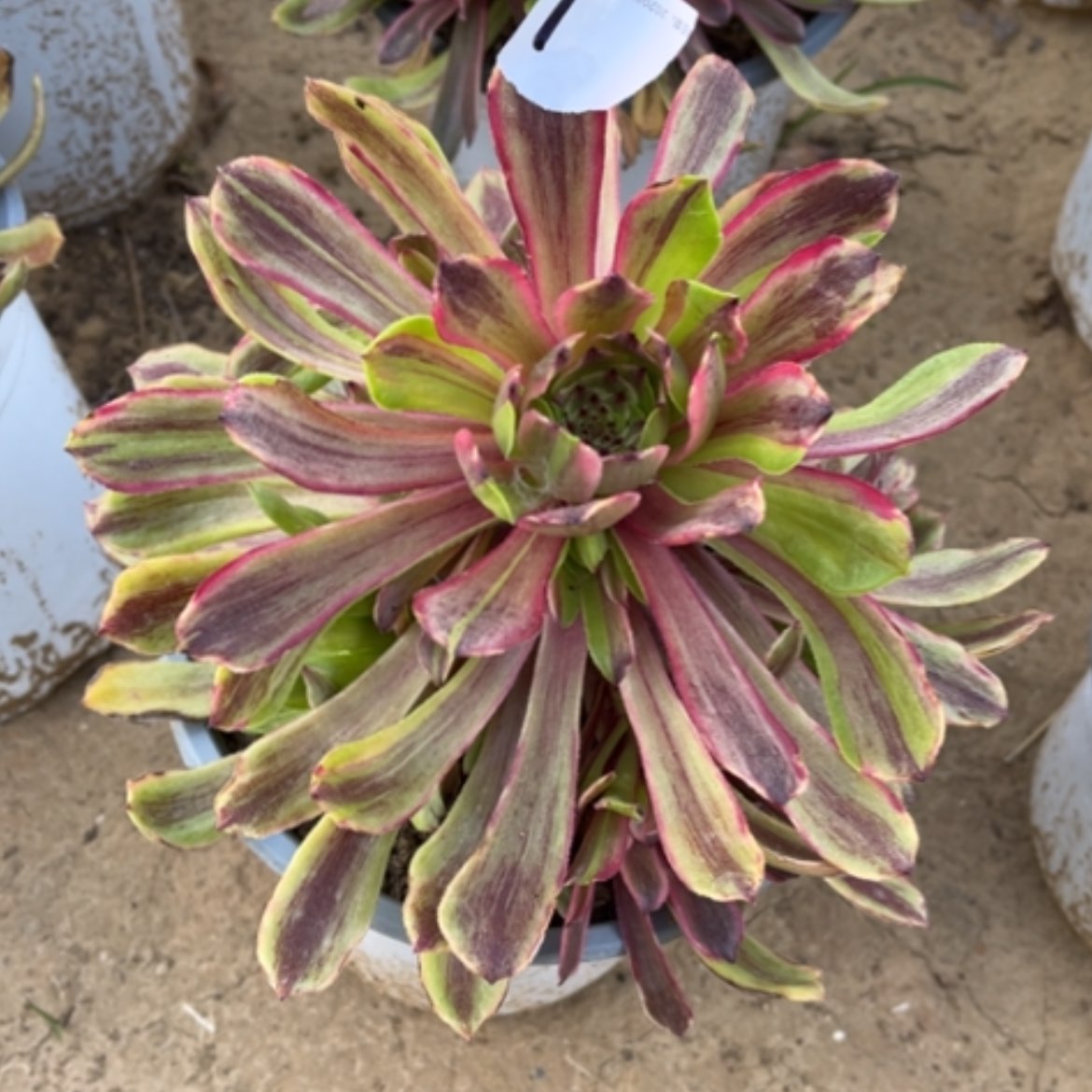 【闪购商品】1花脸粉黛多肉法师