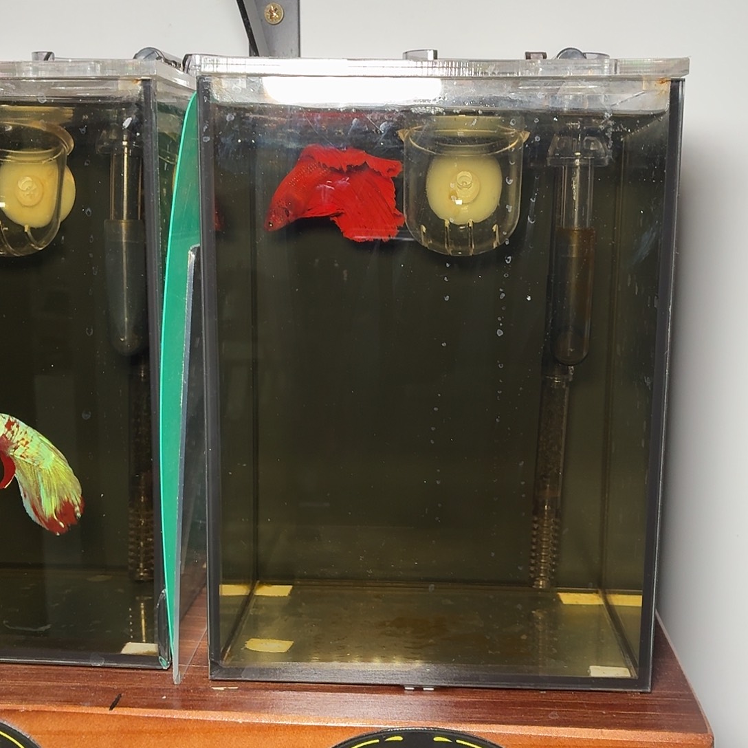 斗鱼大红袍半月公鱼