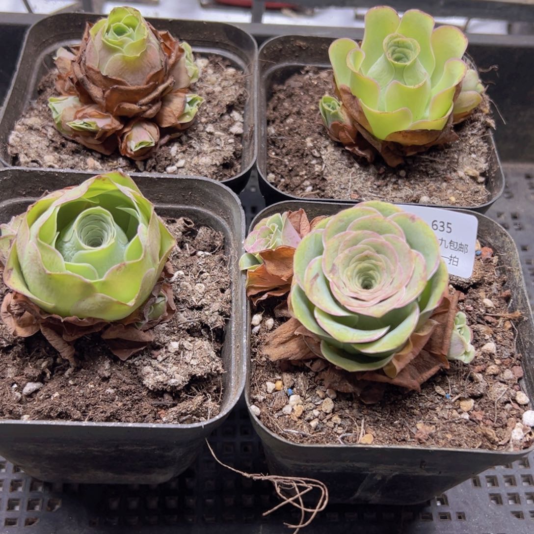 635 侧牙掉了不包损无售后