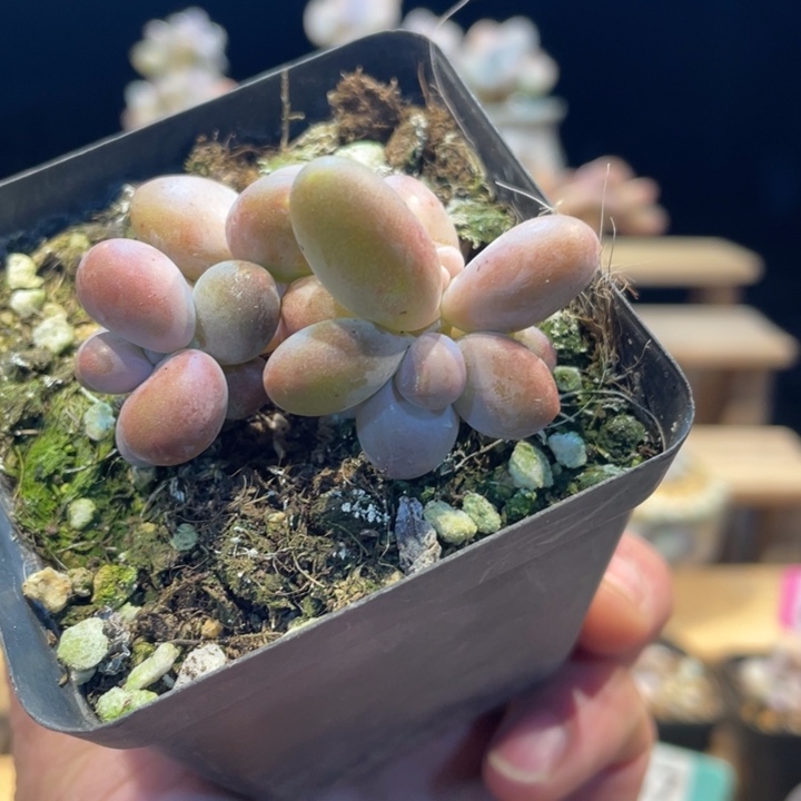 芒果奶605号的多肉啊啊啊