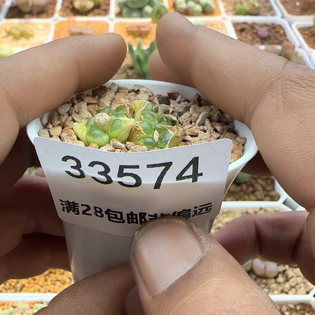 甜****8哈哈哈哈姐姐家33574