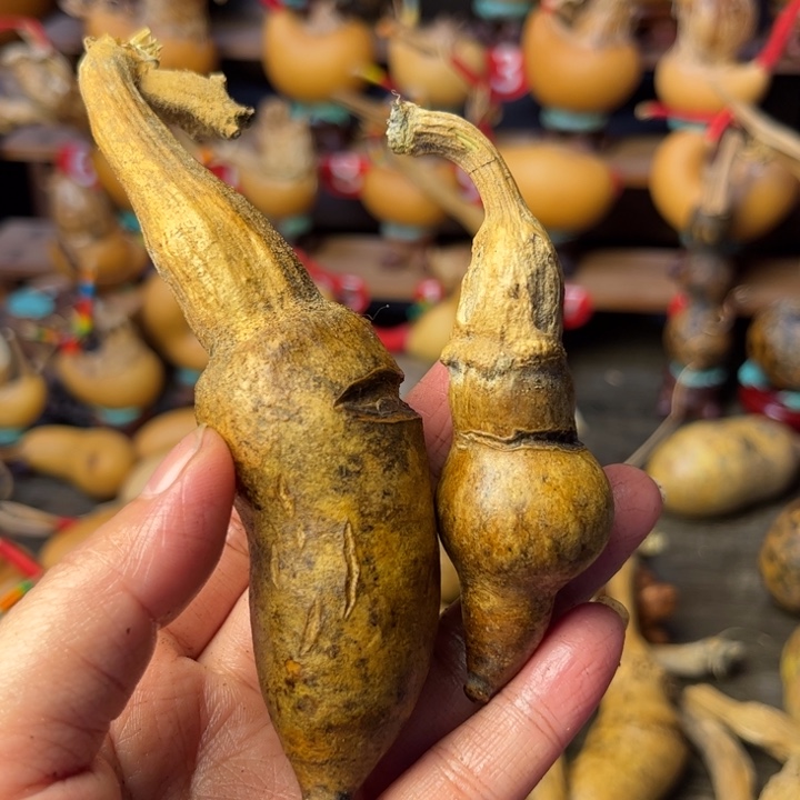 半***米天裂花皮葫芦天天开心