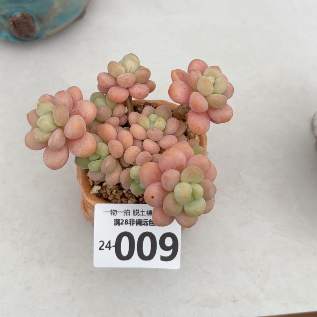 韩系洛可可老桩多肉多肉