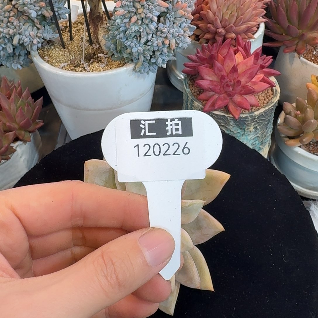 精品多肉植物120226