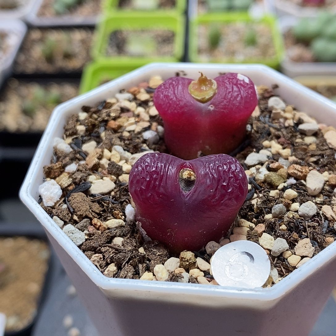 车厘子两个多肉植物6号