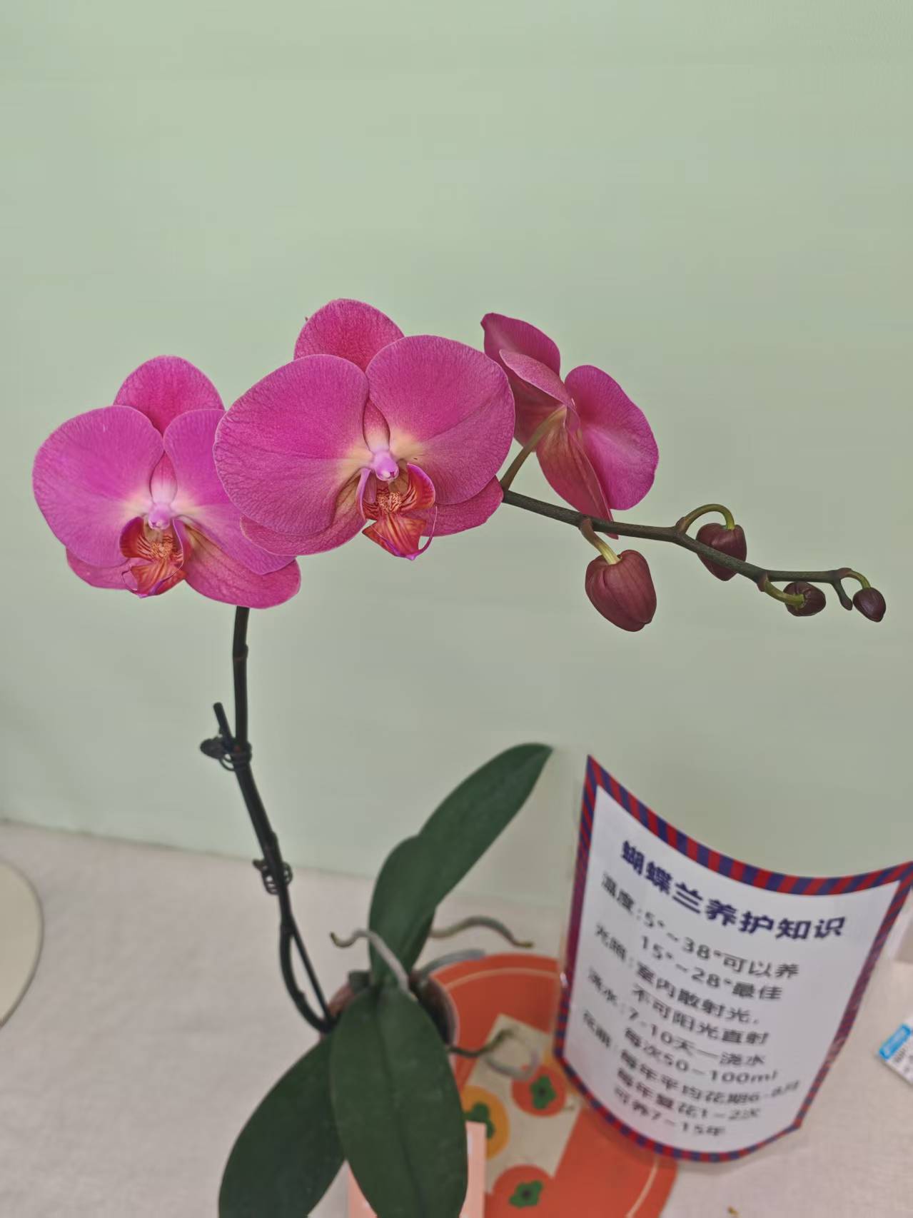 【红苹果】蝴蝶兰 紫色大花型 四季花 室内花精品 源头基地直营