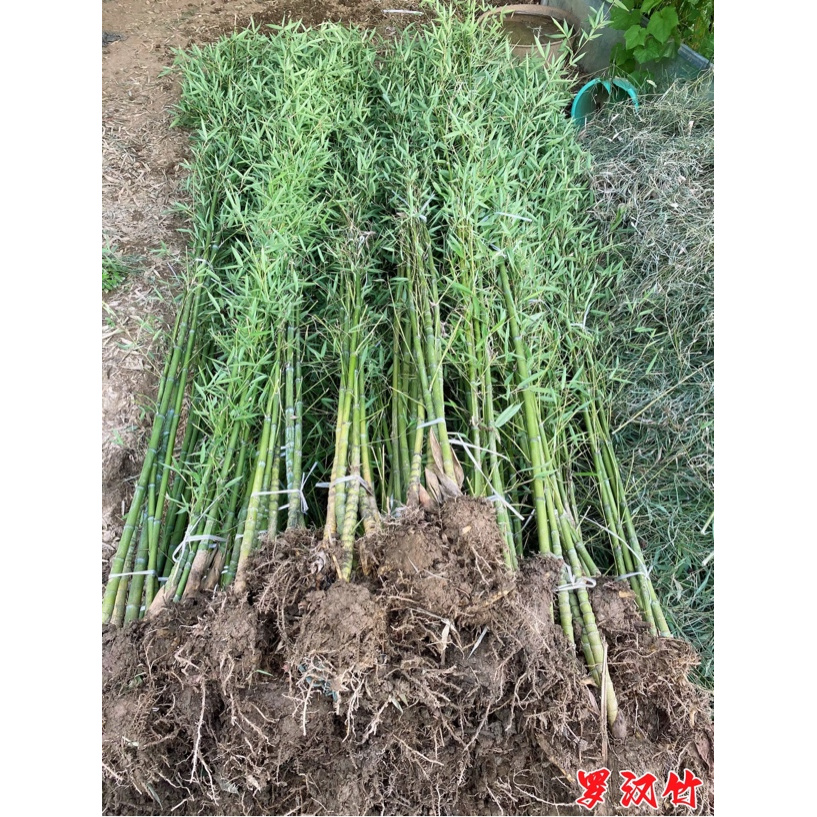 竹子苗庭院四季常青耐寒植物观赏大型竹子盆栽青竹四季竹风景竹