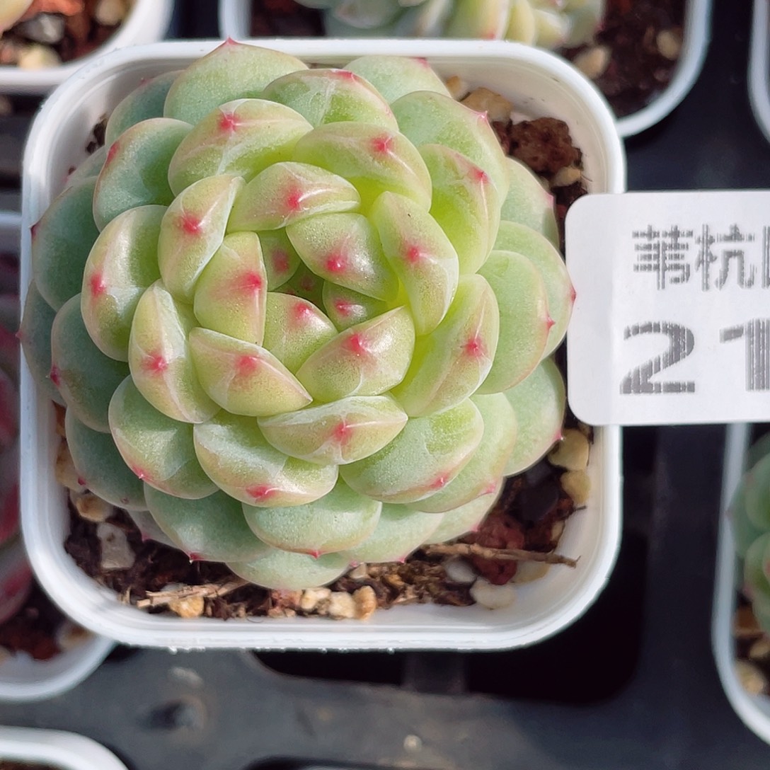 216的第一天就被我的小可爱可爱