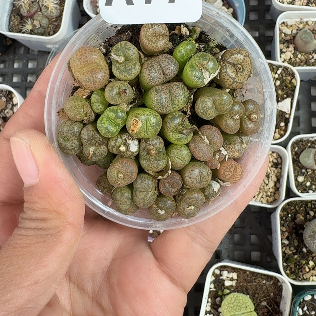 77多肉植物多肉植物