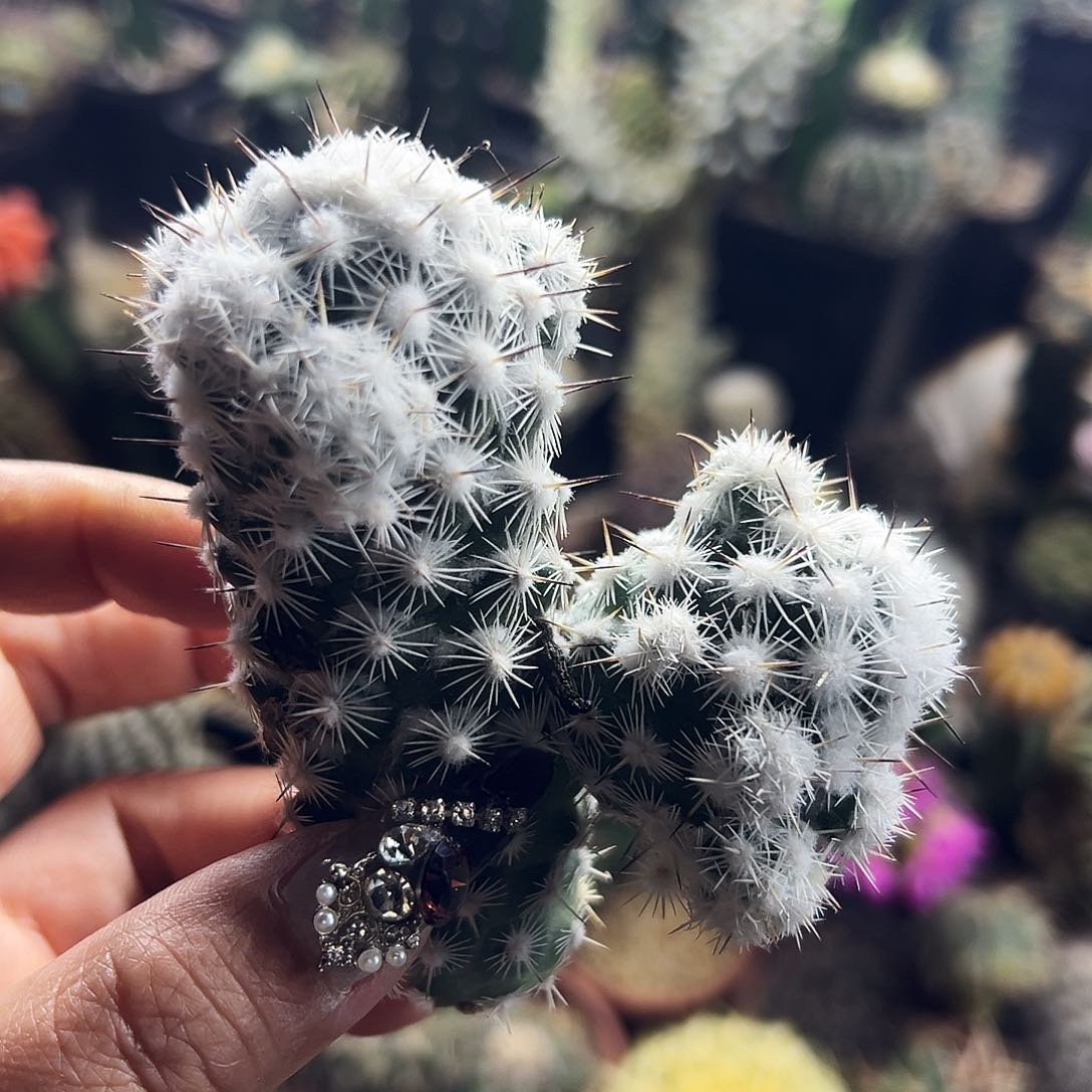 都锦 仙人球111111111