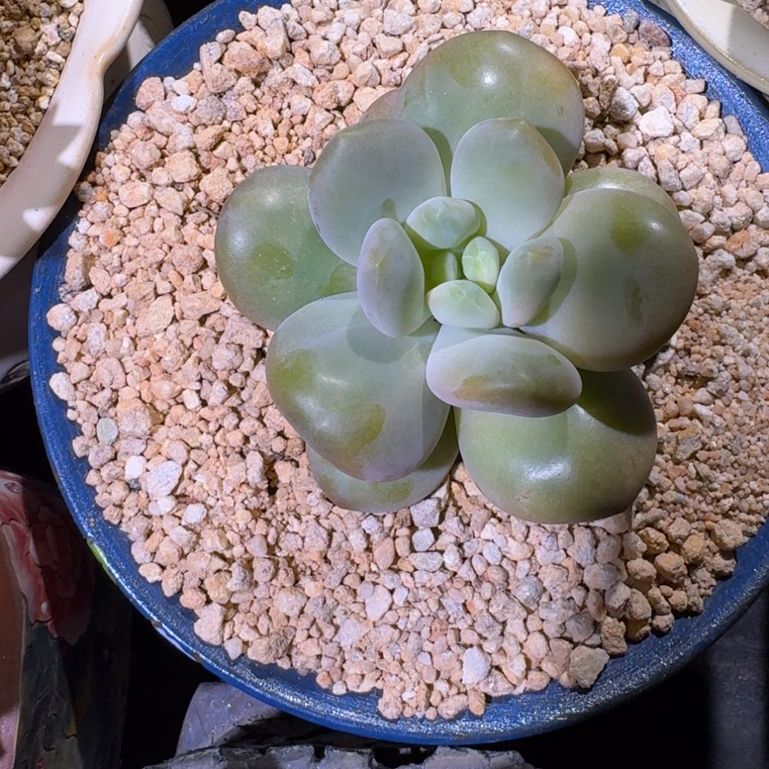 浩克 单头 一物一拍