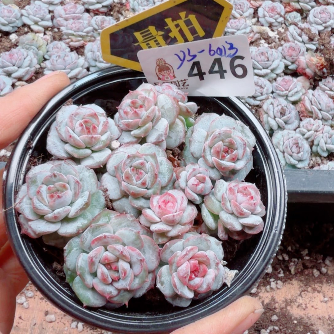 多肉植物多肉植物