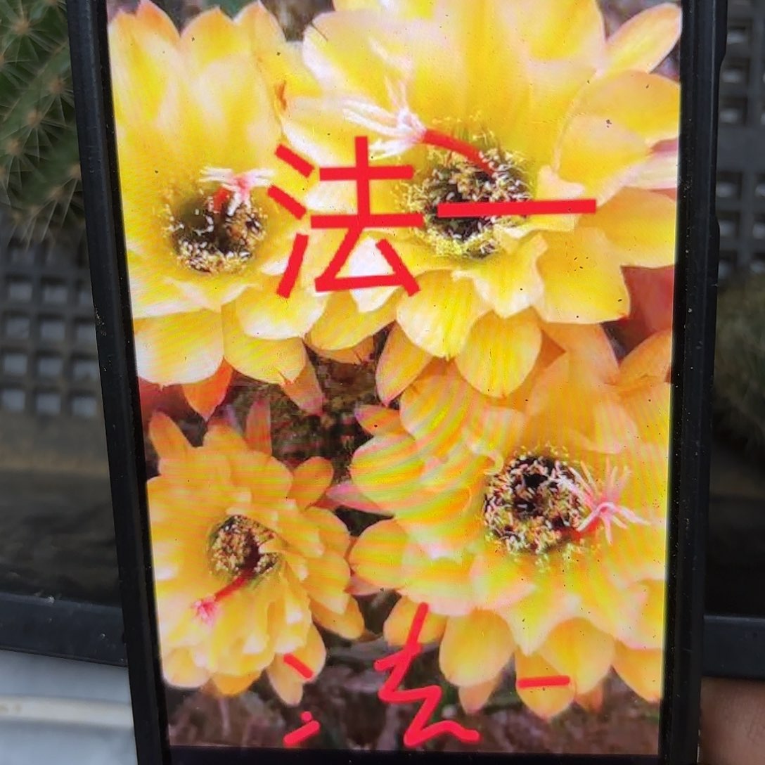 法一毛侧牙28包邮仙人球38