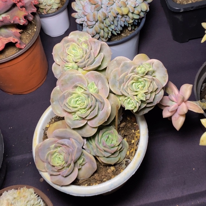 231可爱玫瑰肉肉肉肉肉肉