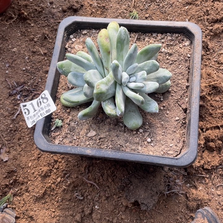 168号拇指多肉植物