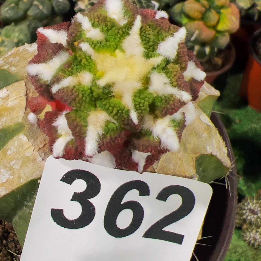 无花朵颗粒黑牡丹锦362