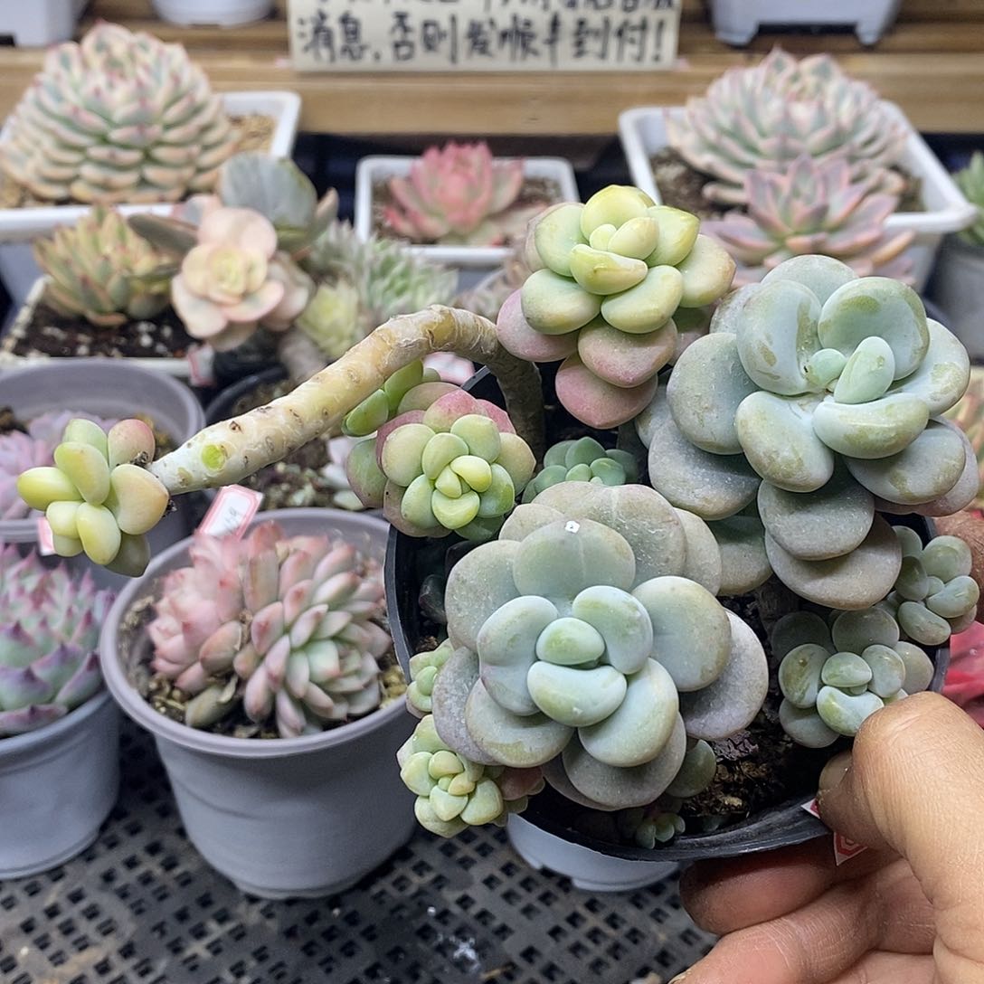 06112 福利洛神锦 不售后 需延时发货