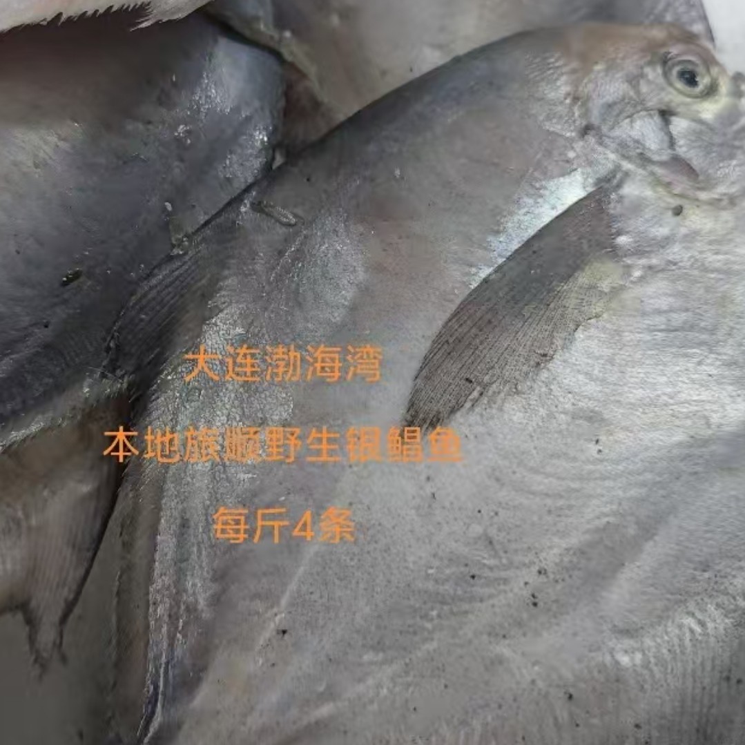 源源鲜-大连本地旅顺渤海湾 野生新鲜的银鲳鱼 口感细腻 顺丰发货