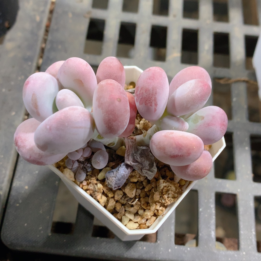 肉萌萌精控多肉 5cm盆量拍 奶酪双头