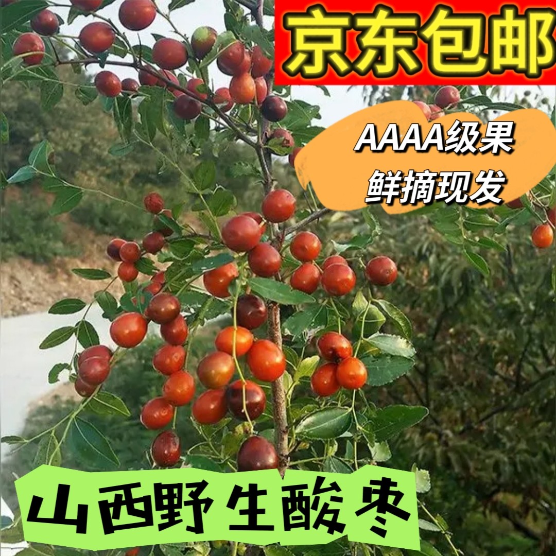 山西吕梁山野生酸枣新鲜现摘现发 脆甜酸甜 孕妇爱吃 京东包邮