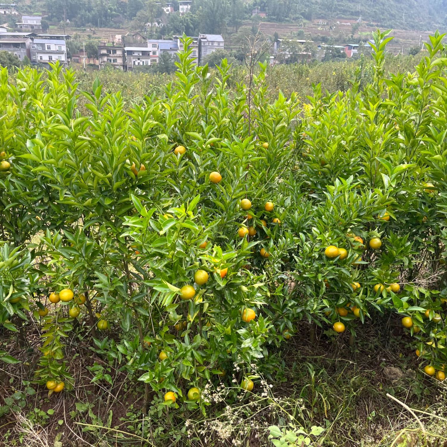 四季红橘中苗（已挂果）