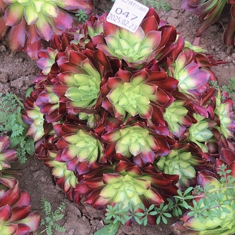 2.23-47韶华多肉植物