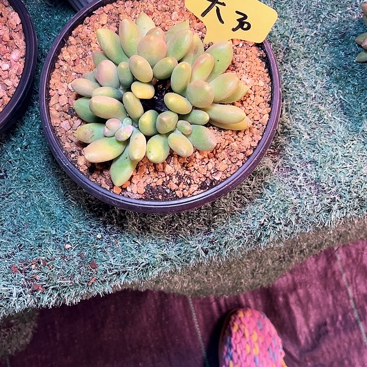 银***楦芒果奶30号码牌子的话题