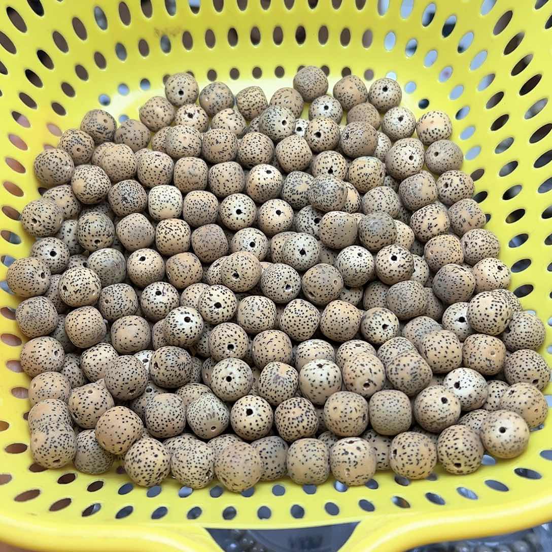 星月菩提吊坠明原生态11×12  散籽 B59