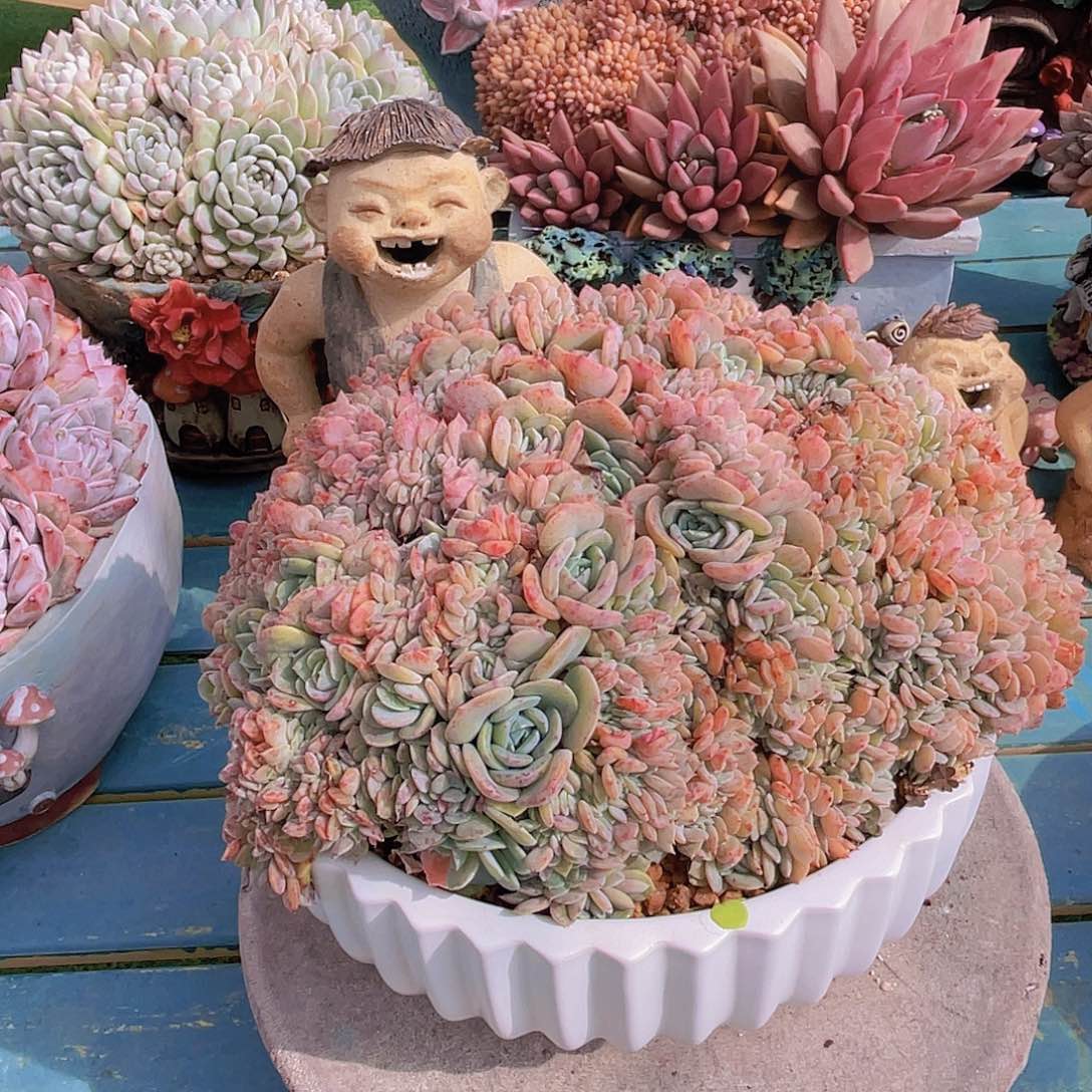 ?*然多肉海棠花缀不带盆安