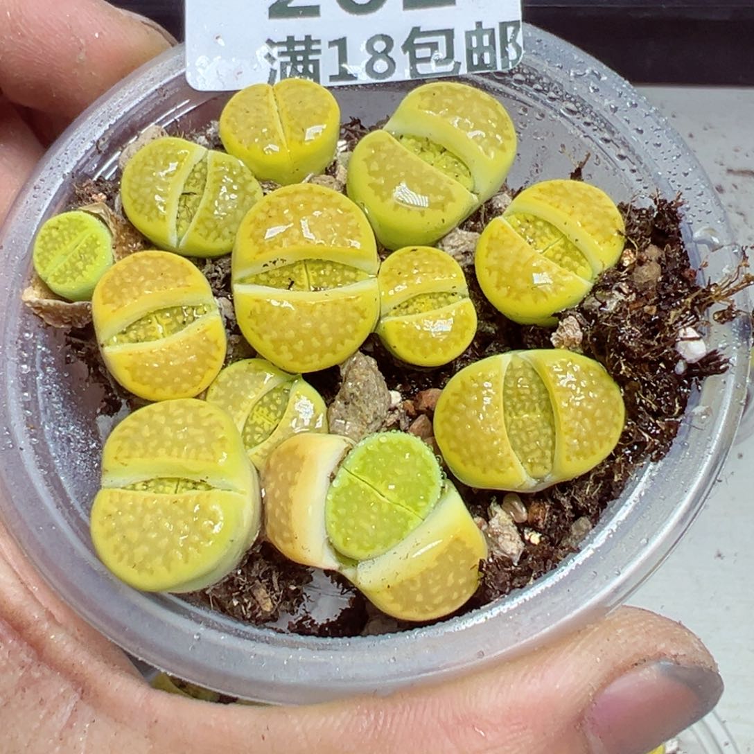 【闪购商品】 262.    