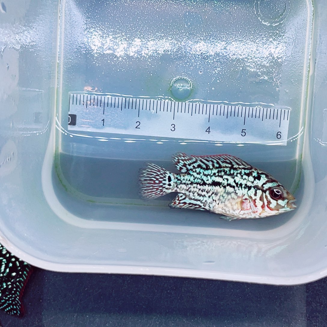 大***鱼罗汉鱼金花罗汉鱼苗一条